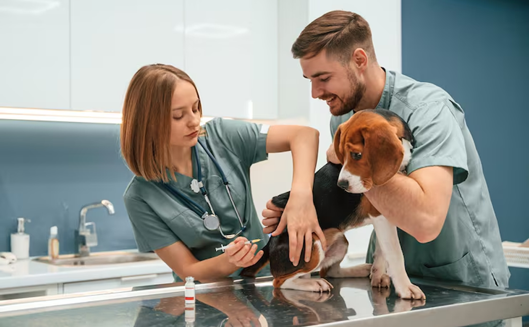 Veterinarians examining a beagle dog